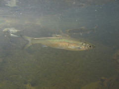 Hemiculter leucisculus