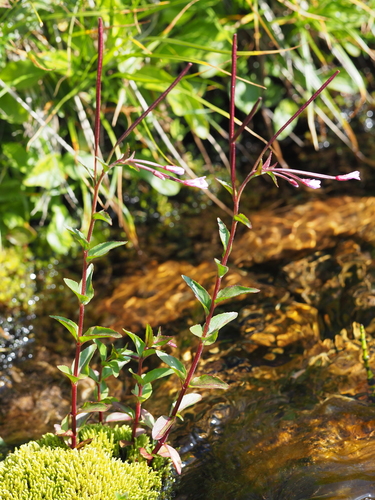 Chickweed Willowherb (Epilobium alsinifolium)