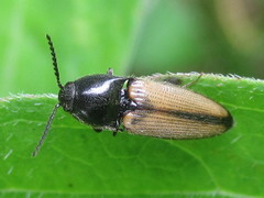 Ampedus militaris