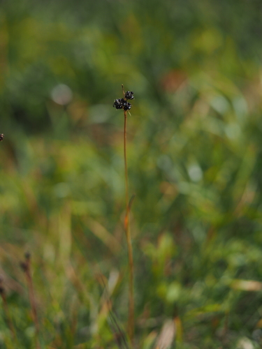 Luzula sudetica