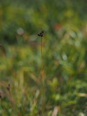 Luzula sudetica
