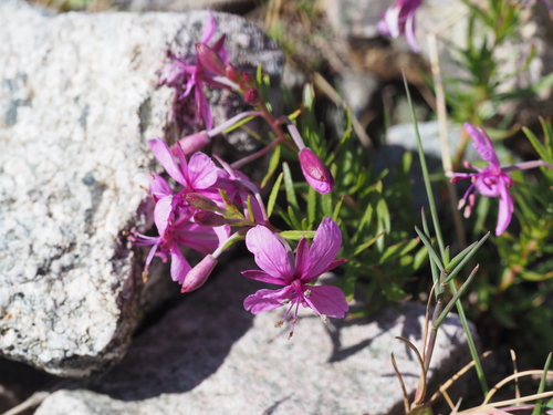 alpine willowherb (Chamaenerion fleischeri)
