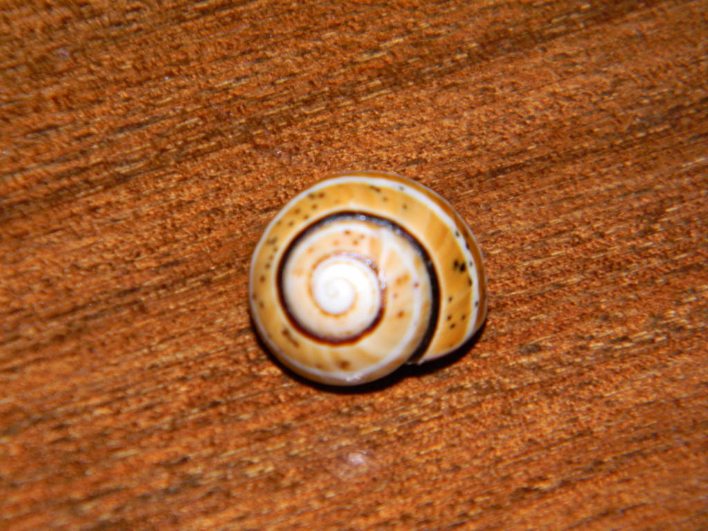Polymita muscarum