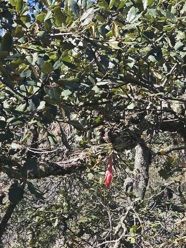 Tillandsia erubescens, photograph 1
