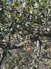 Tillandsia erubescens