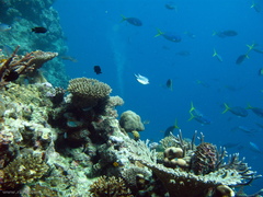 Amblyglyphidodon leucogaster