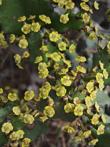 Euphorbia antiquorum (Euphorbia antiquorum)