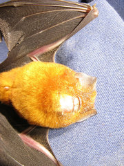Hipposideros