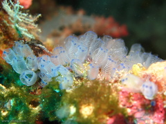 Clavelina moluccensis