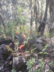 Clinopodium macrostemum
