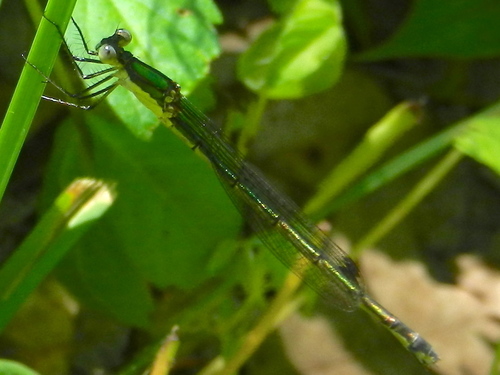 Elegant Spreadwing photo 6