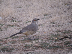 Toxostoma curvirostre