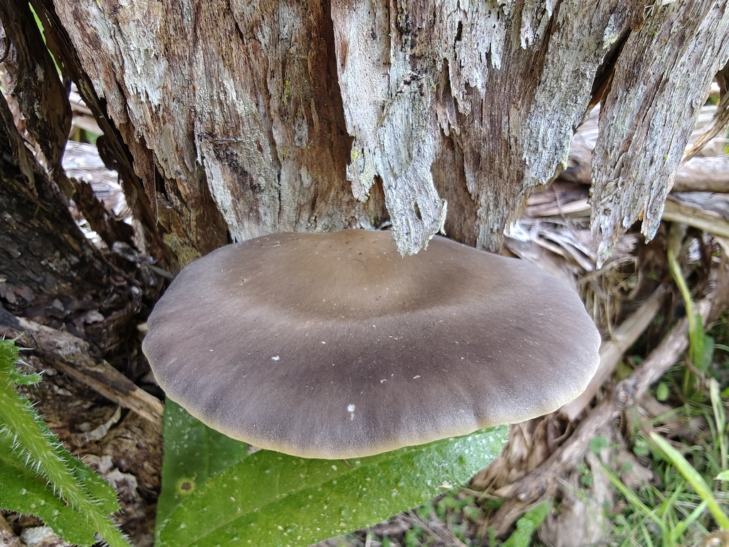 Pleurotus australis · January 2026 · photo: © mstirling (iNaturalist, cc-by)