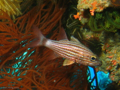 Cheilodipterus macrodon