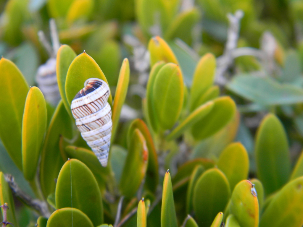 Macroceramus parallelus