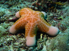 Choriaster granulatus