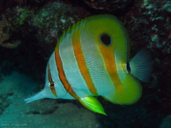 Chelmon rostratus