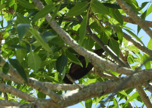 Epaulet Oriole (Icterus cayanensis), photo 10