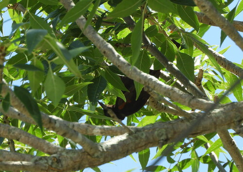 Epaulet Oriole (Icterus cayanensis), photo 9