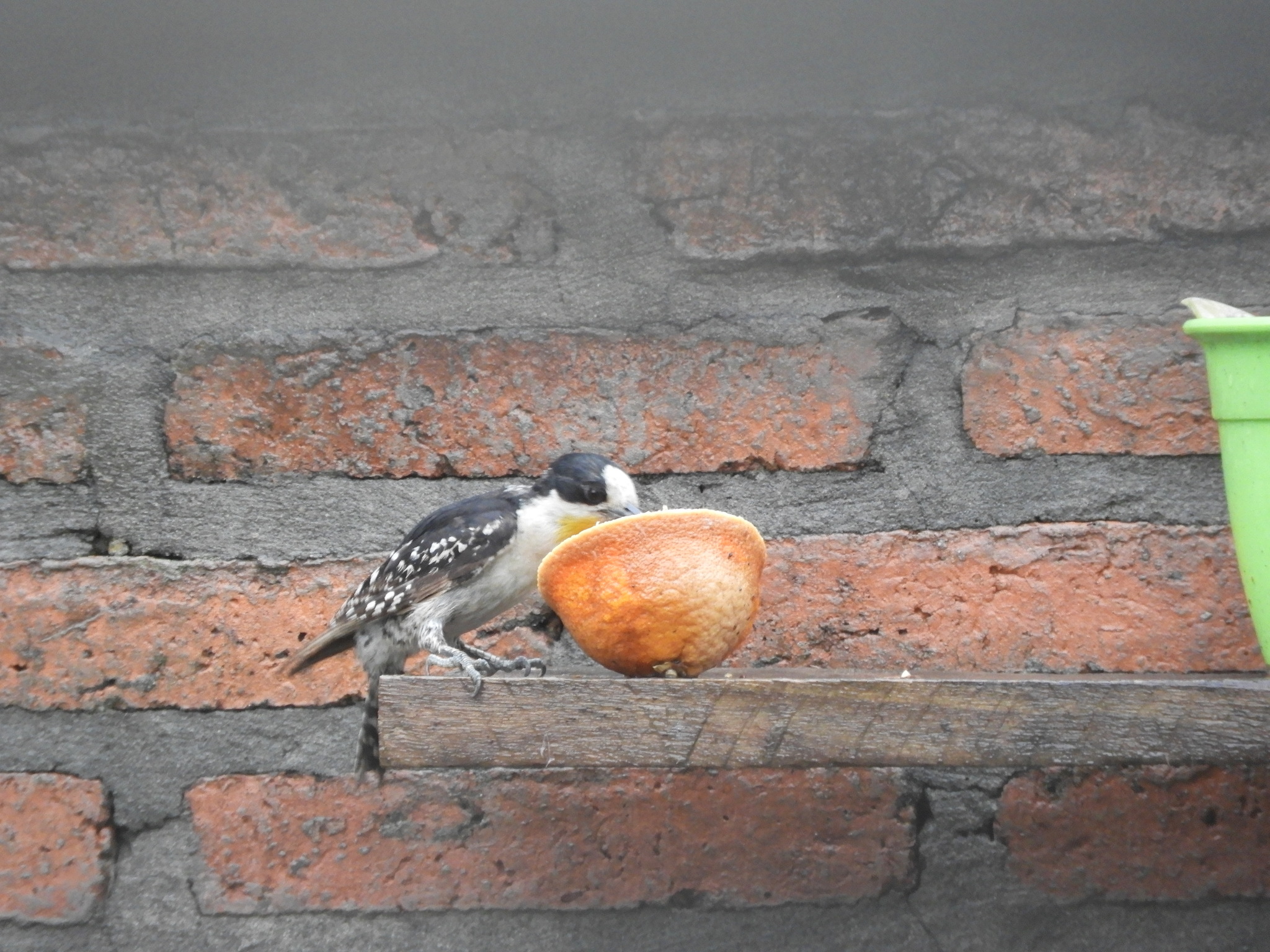 White-fronted Woodpecker (Melanerpes cactorum), photo 5