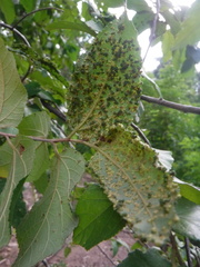 Aceria guazumae