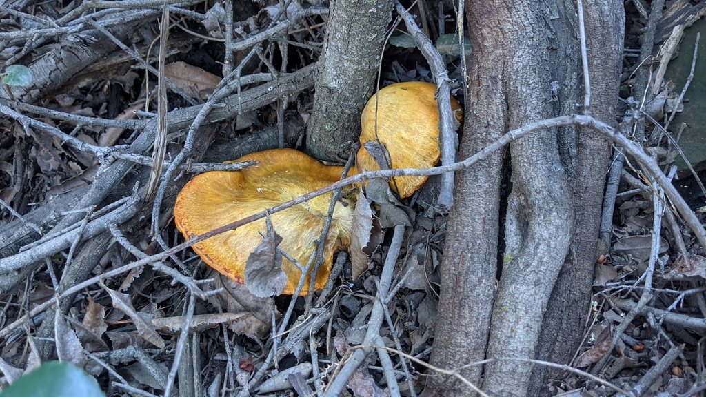 Omphalotus olivascens · January 2026 · photo: © georgewilliams1 (iNaturalist, cc0)