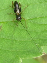 Conocephalus nigropleurum