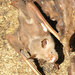 Giant Leaf-nosed Bat - Photo (c) Olivier Testa, some rights reserved (CC BY-NC-ND), uploaded by Olivier Testa