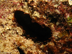 Pseudobiceros splendidus