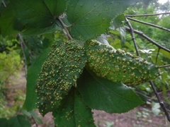 Aceria guazumae