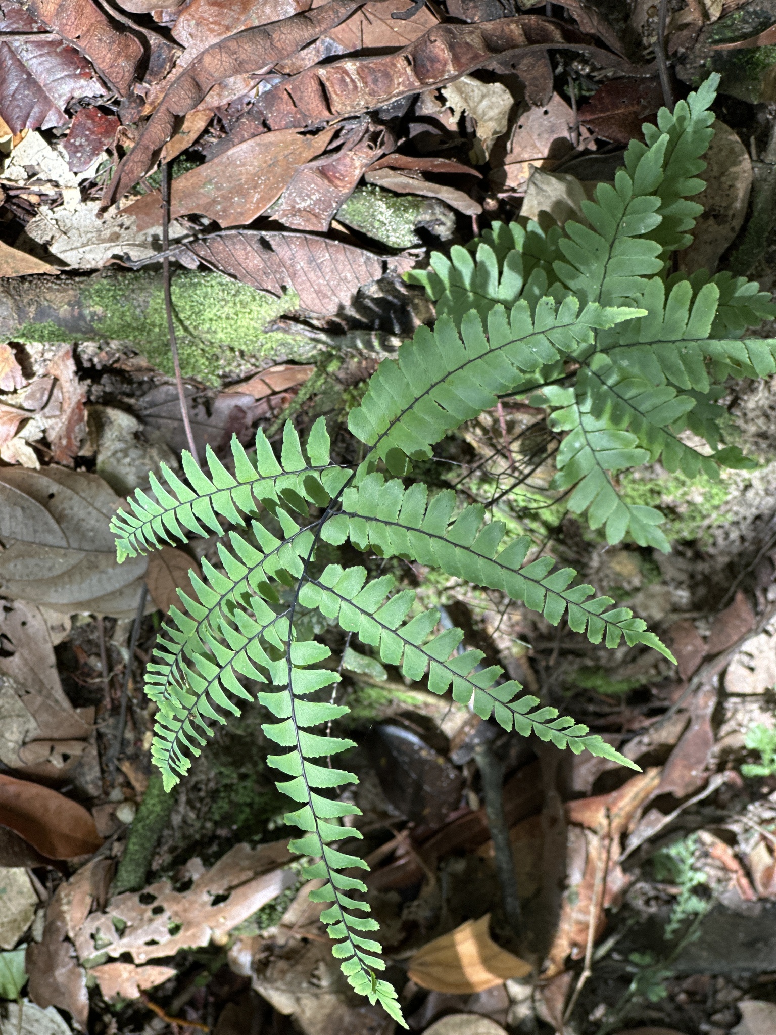 Adiantum glaucescens Klotzsch