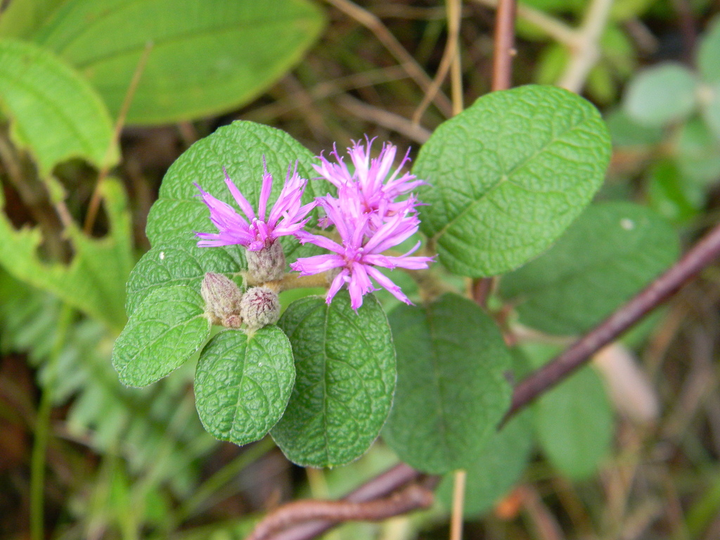 Lepidaploa orbicularis