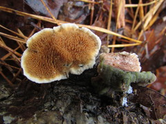 Steccherinum bourdotii