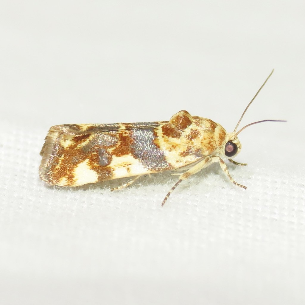 Spragueia obatra