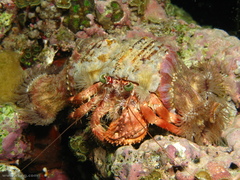 Dardanus pedunculatus