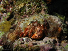 Dardanus pedunculatus