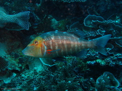 Lethrinus miniatus