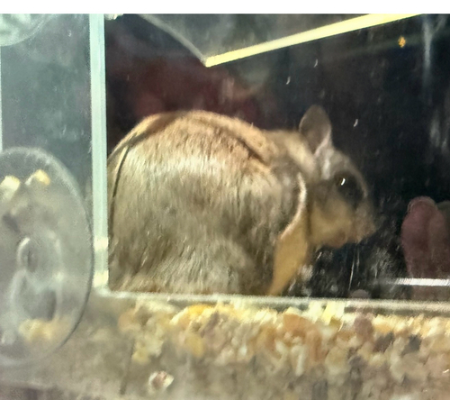 Southern Flying Squirrel observed by joy122025