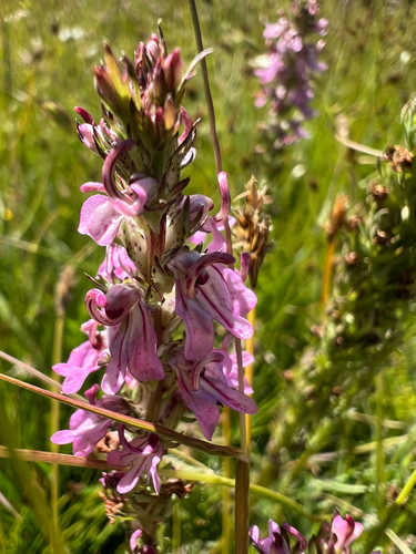 Little Elephant's Head (Pedicularis attollens)
