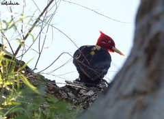 Campephilus leucopogon