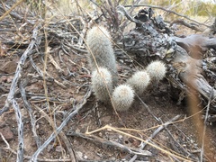 Mammillaria pottsii