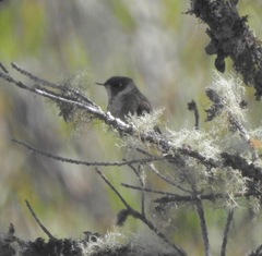 Oxypogon guerinii