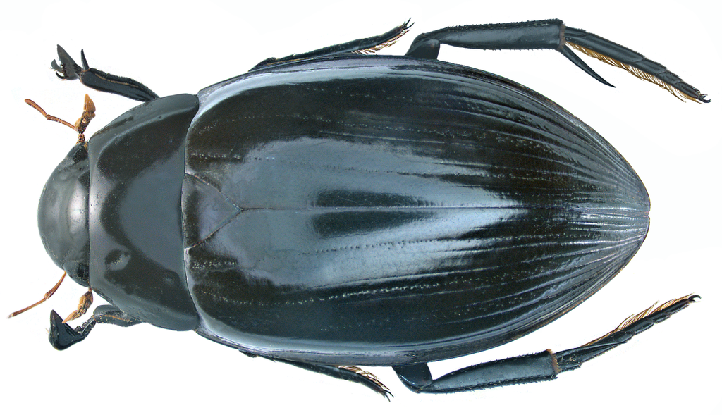 Hydrophilus pistaceus
