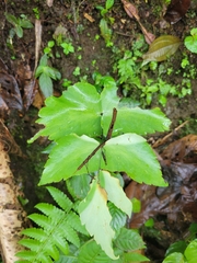 Adiantum macrophyllum, photograph author not stated, no rights reserved