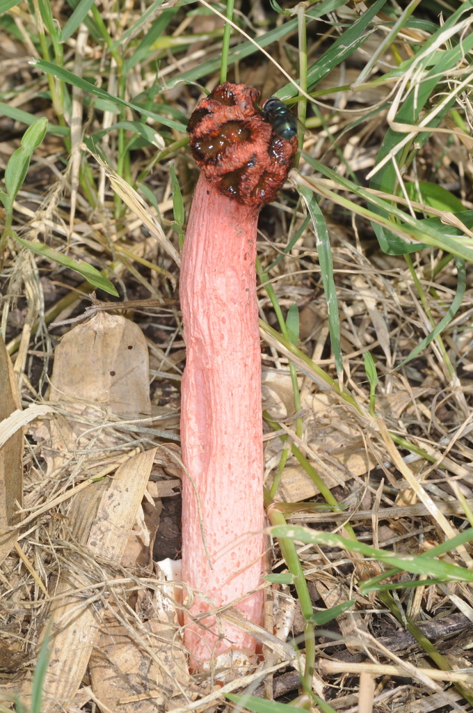 Lysurus sphaerocephalus · February 2020 · photo: © aacocucci (iNaturalist, cc-by)
