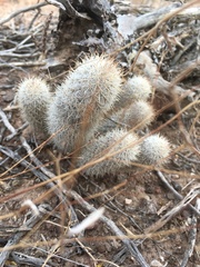 Mammillaria pottsii