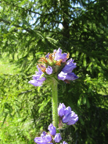 Bristly Bellflower (Campanula cervicaria)