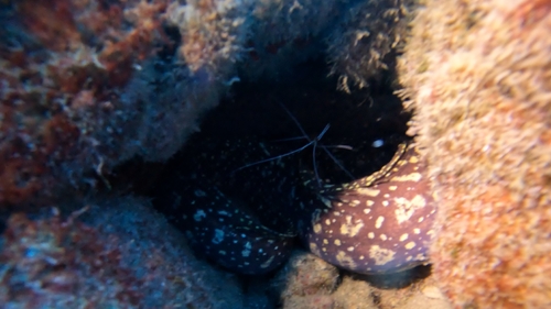 Fangtooth moray (Enchelycore anatina) — Muraenidae