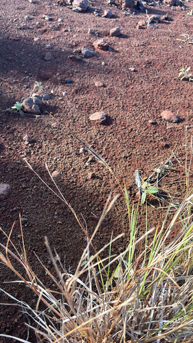 Heteropogon contortus observed 2026-01-12
