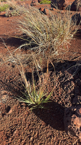 Heteropogon contortus observed 2026-01-12